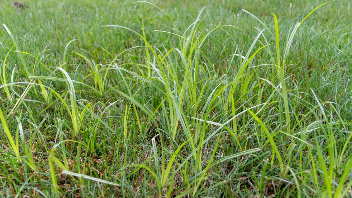 Domowe sposoby na chwasty w trawie