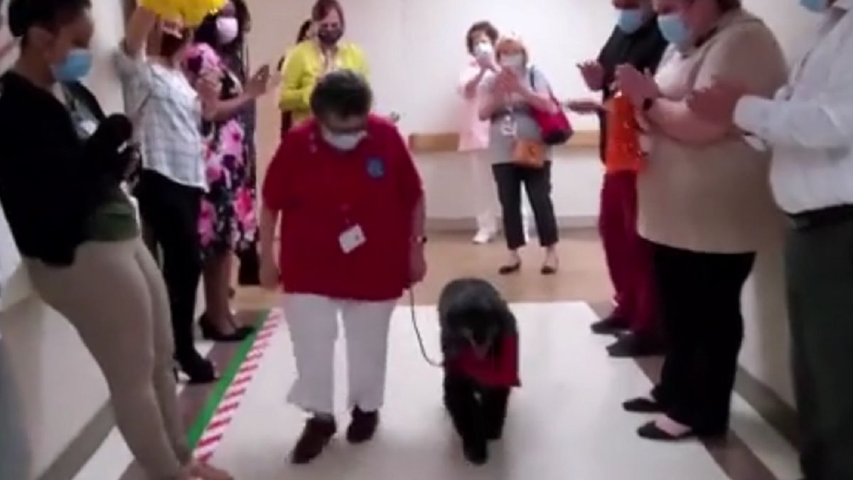 Pies został okrzyknięty bohaterem za uratowanie życia kobiety.