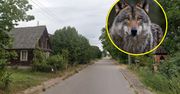 Wilki sieją postrach na Podlasiu. Mieszkańcy boją się wychodzić z domów