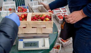 Ceny truskawek zakoczyły. "Niższe niż rok temu. Nie ma co tworzyć atmosfery strachu"