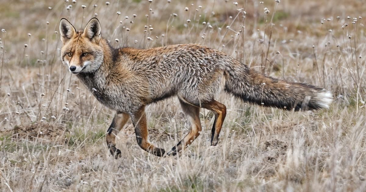 Lis Iberyjski. Skarb Półwyspu Iberyjskiego