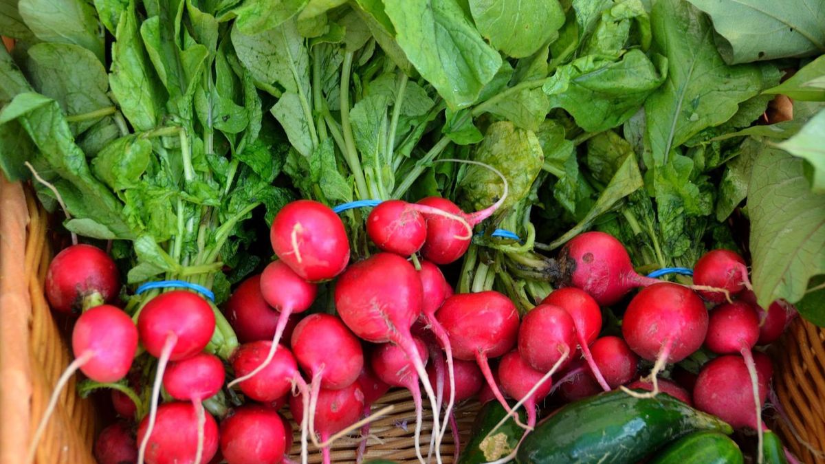 Natka rzodkiewki jest tak zdrowa jak korzenie czy kiełki