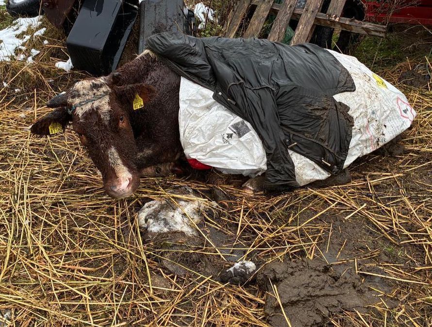 Koszmar w podlaskim gospodarstwie: ponad 20 krów w agonii, właściciel aresztowany za znęcanie