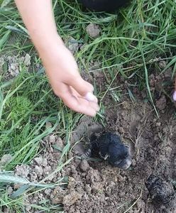 Trzy szczeniaki zakopane żywcem. Stowarzyszenie poszukuje "zwyrodnialca"