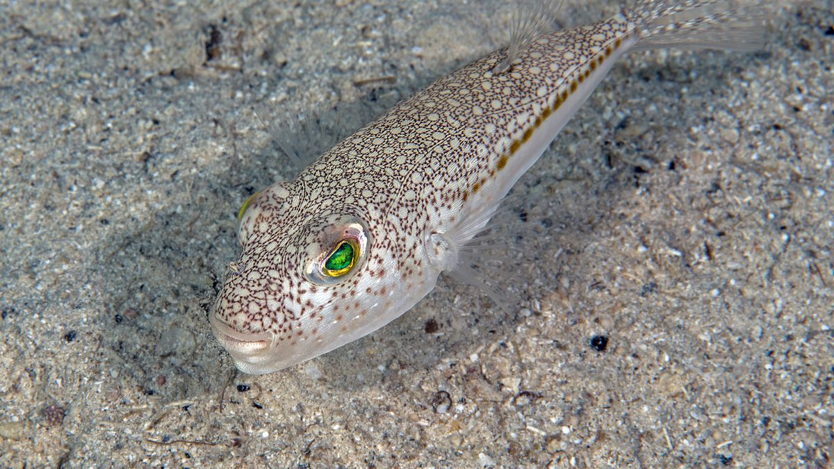 Ta ryba jest bardzo groźna.