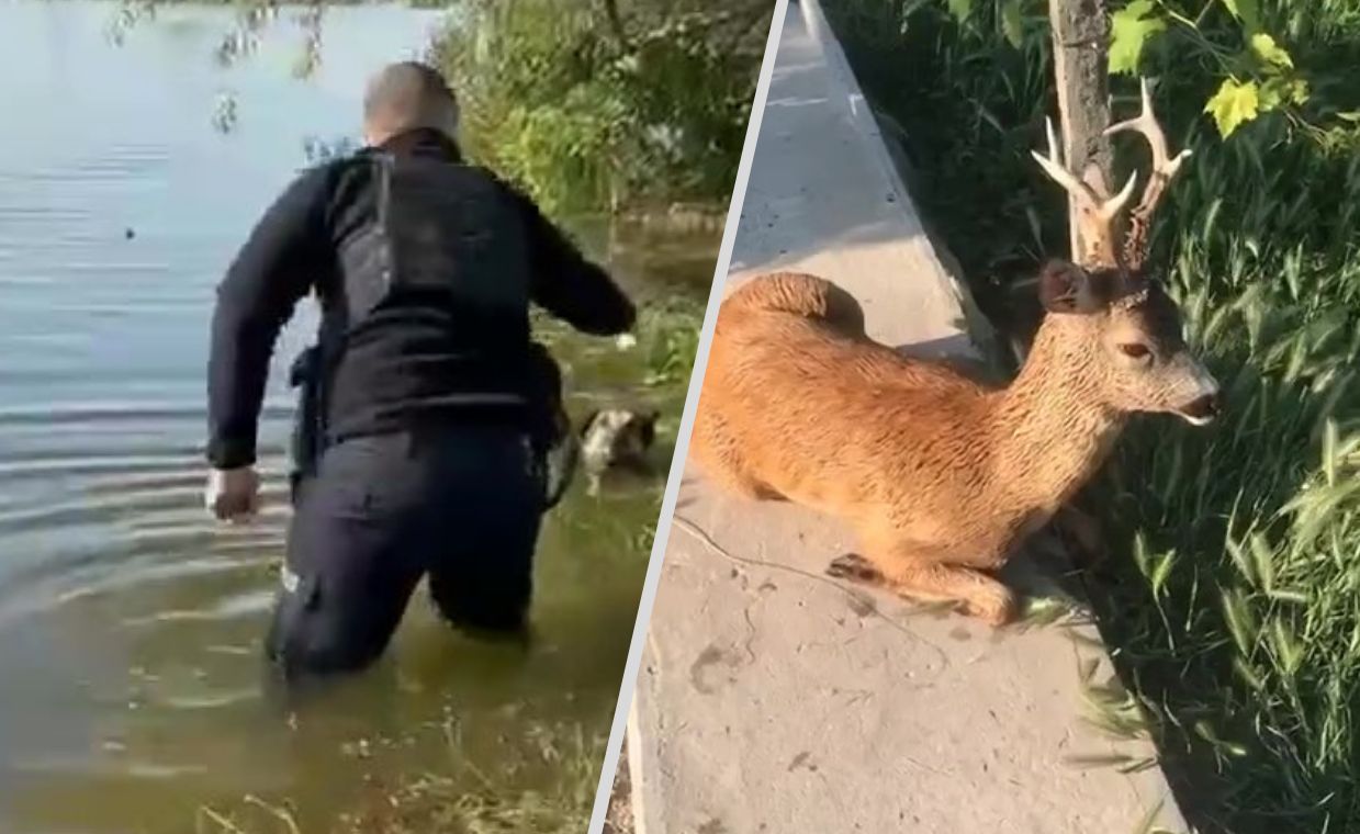 Tony oleju w Dnieprze. Dramat zwierząt na zalanych rejonach