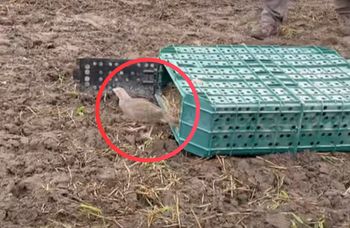 Akcja leśników z Włoszakowic. "Kuropatwy znów ruszają w świat"