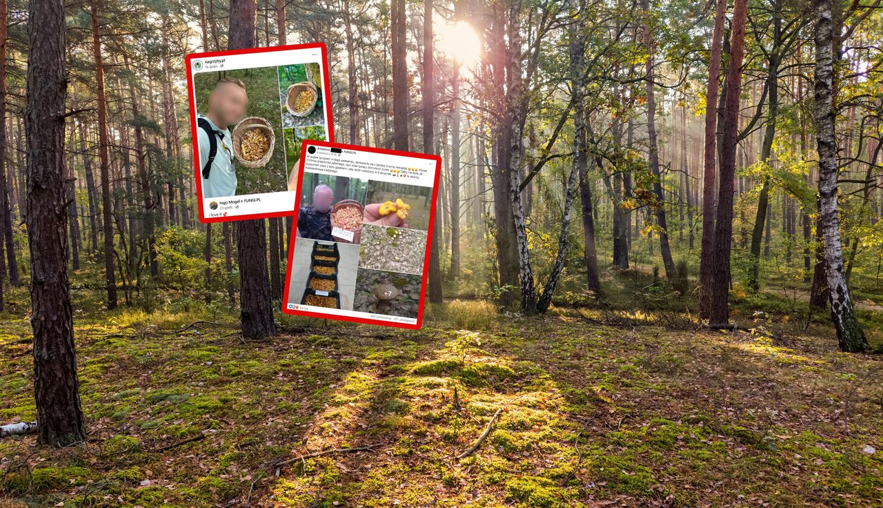 Naciął ich kilka tysięcy. 15 czerwca szczyt. "Rosną jak na drożdżach"