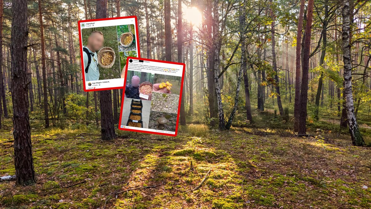 Polski grzybiarz przebił niemieckiego w zbieraniu kurek.