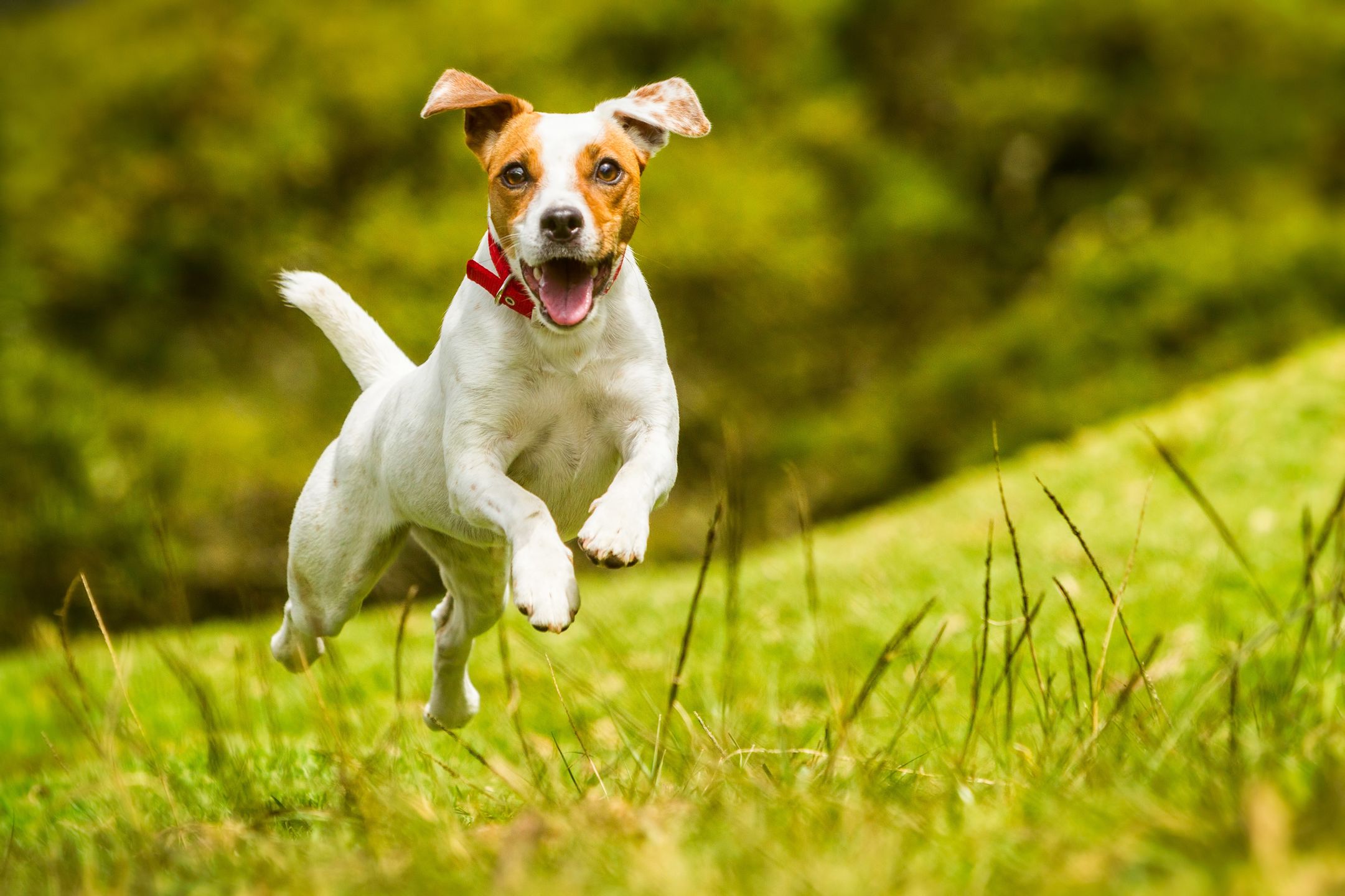 Jack Russell Parson Terrier Dog
Jack Russell Parson Terrier Running Toward The Camera Low Angle High Speed Shot
ammitmedia@ymail.com
rf1834, horizontal, action, agile, agility, air, animal, breed, brown, canine, cute, dog, doggy, domestic, face, fetch, flying, frontal, grass, green, happy, jack, jump, levitation, mammal, meadow, motion, nature, outdoor, parson, pet, playing, power, predator, purebred, running, russell, scene, shorthair, small, speed, summer, sun, sweet, terrier, tongue, whelp, white, young, zzzaacaaaghcggdbdiddde, dog, happy, run, russel, jack, jump, terrier, pet, cute, play, summer, action, agile, agility, air, animal, breed, brown, canine, doggy, domestic, face, fetch, flying, frontal, grass, green, levitation, low angle, mammal, meadow, motion, nature, outdoor, parson, playing, power, predator, purebred, running, russell, scene, shorthair, small, speed, sun, sweet, tongue, whelp, white