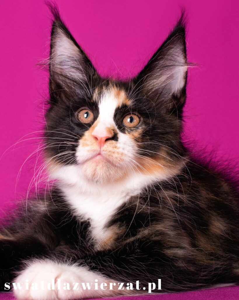 duże koty maine coon kociak