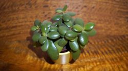 Crassula - drzewko szczęścia. Domowa apteka na twoim parapecie