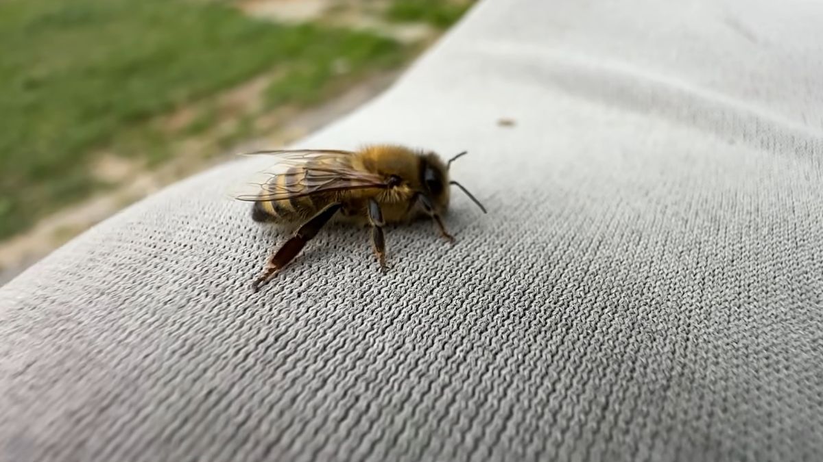 Miejski Reporter uratował pszczołę