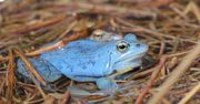 Wyjątkowe stworzenia. W warmińskim arboretum można zobaczyć tzw. niebieskie żaby