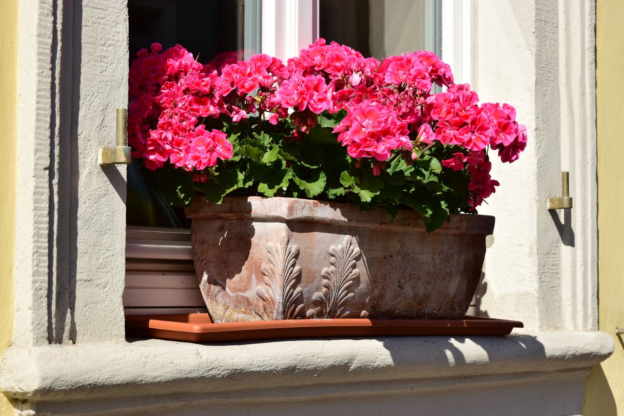 Pojawiła się na pelargoniach? Zadziałaj od razu