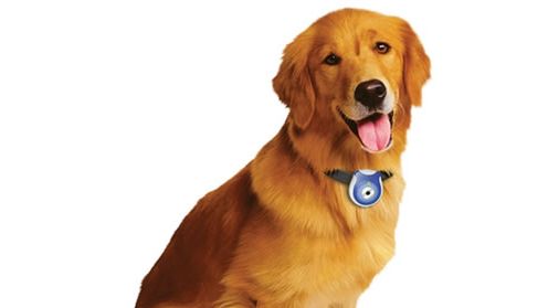 Świat widziany psim okiem 1