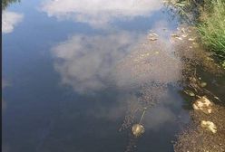 Dolina Baryczy. Katastrofa ekologiczna. Ludzie wołają o ratunek