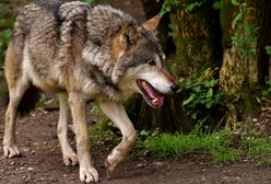 Dramat w niemieckim zoo. Wilk ugryzł dziecko