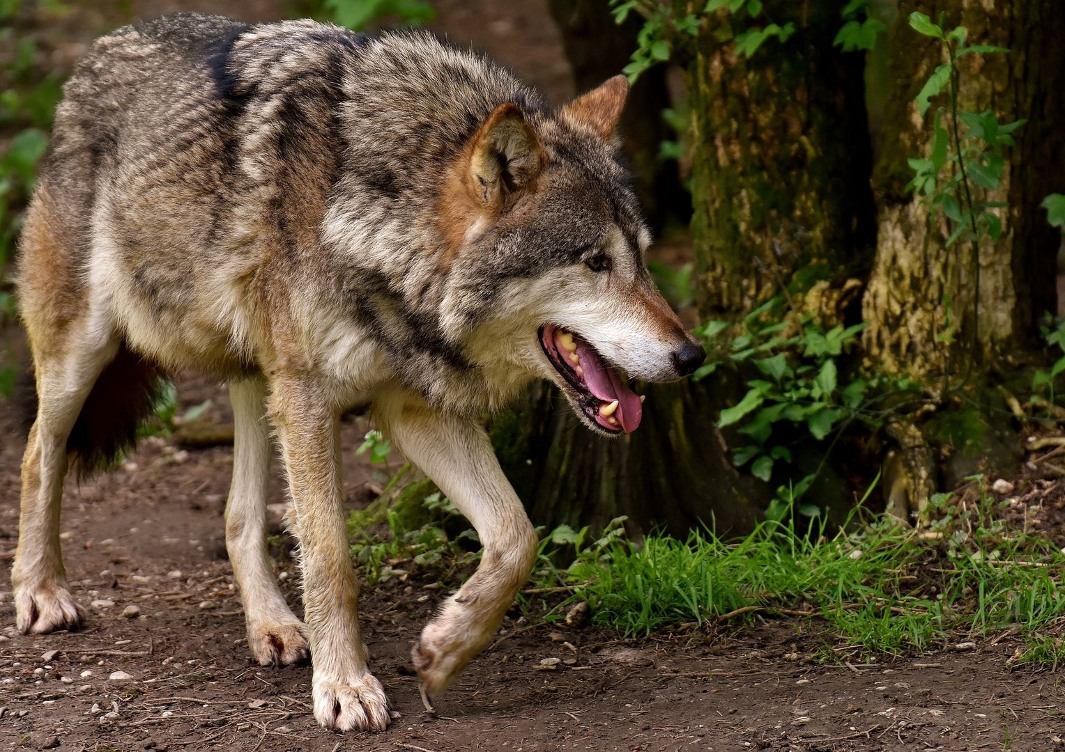 Dramat w niemieckim zoo. Wilk ugryzł dziecko