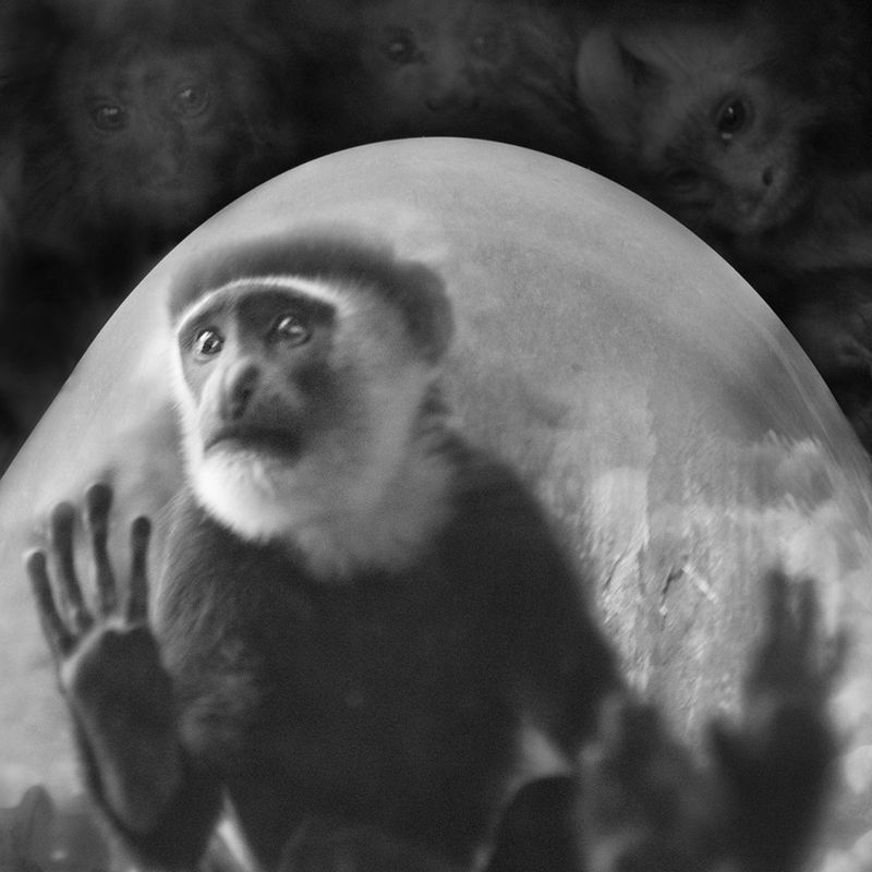 Przejmujące i pełne emocji portrety małp zamkniętych w ogrodach zoologicznych 5
