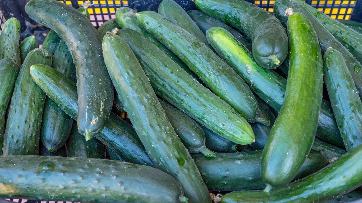 Rosja w czołówce państw, z których importujemy ogórki