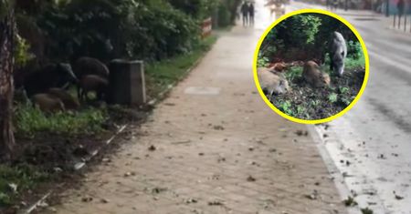 Nagranie z Krynicy Morskiej. Spójrzcie, co zrobiły dziki