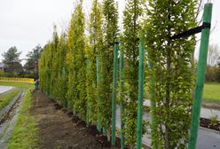 Śląskie. W Gliwicach zielonymi ekranami chcą walczą z hałasem i zanieczyszczeniami