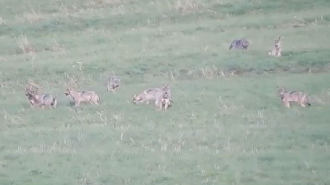 Wataha młodych wilczków w Bieszczadach