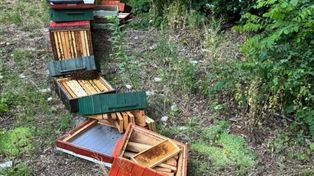Wandalizm w Sopocie: 13-latkowie zniszczyli ule z pszczołami