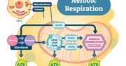 Oddychanie tlenowe - charakterystyka i przebieg. Jak oddychają komórki?