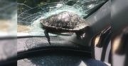 Żółw wbił się w szybę. O krok od tragedii