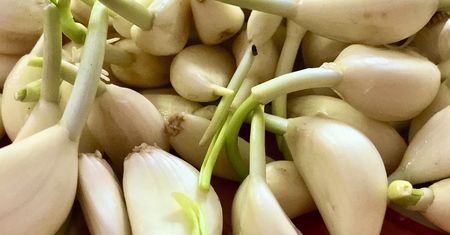 Trujący czy nie? Taki czosnek od zawsze budził nasze obawy