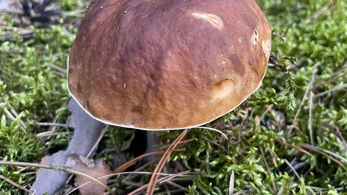 Rozpoczął się sezon na grzyby. Pod Warszawą jest ich zatrzęsienie