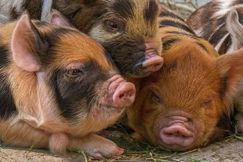 Paradoks na rynku wieprzowiny: mniej świń, a ceny w dół