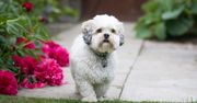 Lhasa apso – nie jest tylko ozdobą. Poznaj charakter tej rasy