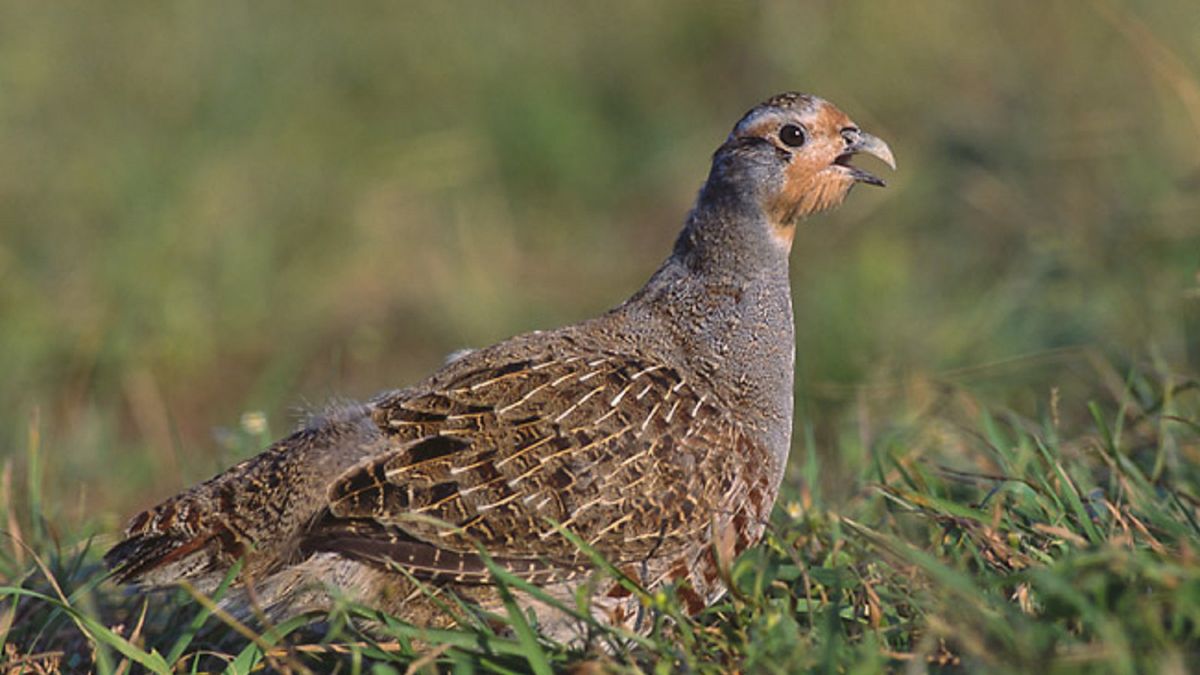 Kuropatwa znika z listy.