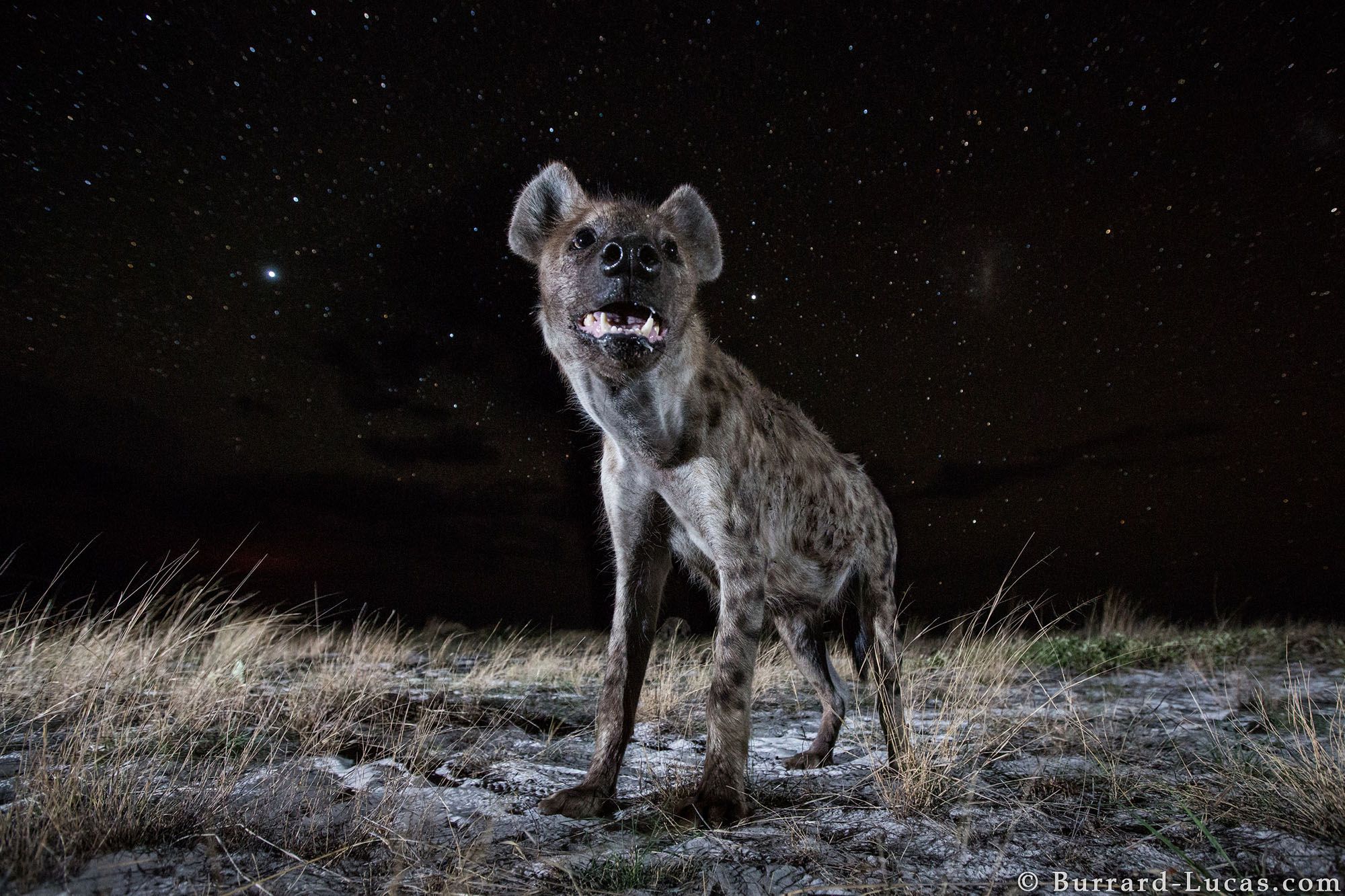 Nocne życie dzikich zwierzęt na tle rozgwieżdżonego nieba, czyli Will Burrard-Lucas i jego foto-pułapki 7