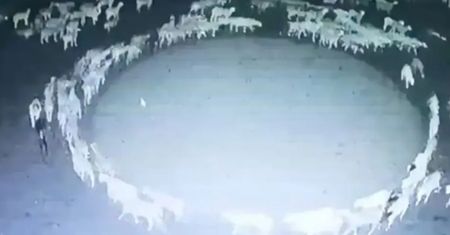 Niepokojące wideo z Chin. Owce robiły to przez 12 dni