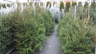 Lubelskie: Akcja "Choinka". Walczą z nielegalną wycinką drzew