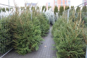 Lubelskie: Akcja "Choinka". Walczą z nielegalną wycinką drzew