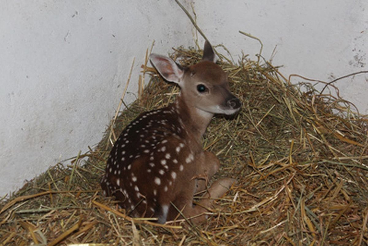 W zoo urodziła się sika wietnamska. Ten gatunek nie występuje już w przyrodzie