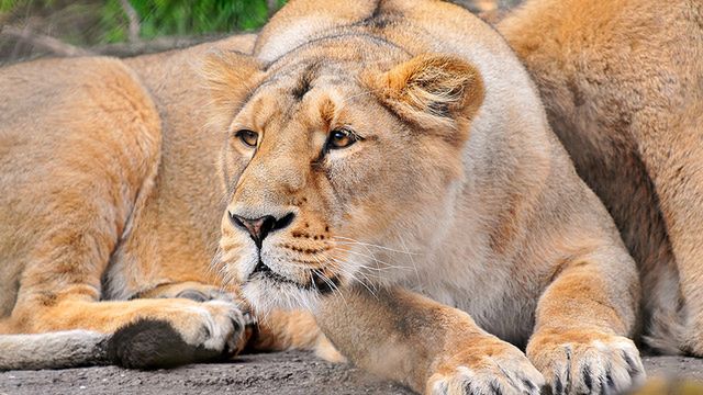 Lwy okradły reportera i przygotowały krótki dokument [wideo] 1