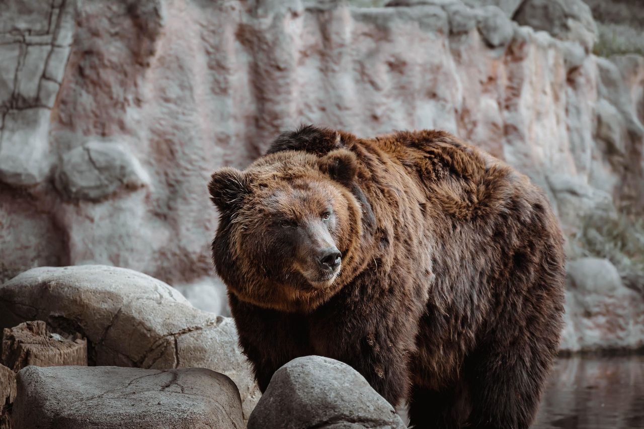 Irak. Tragedia w zoo. Niedźwiedź odgryzł dziecku rękę