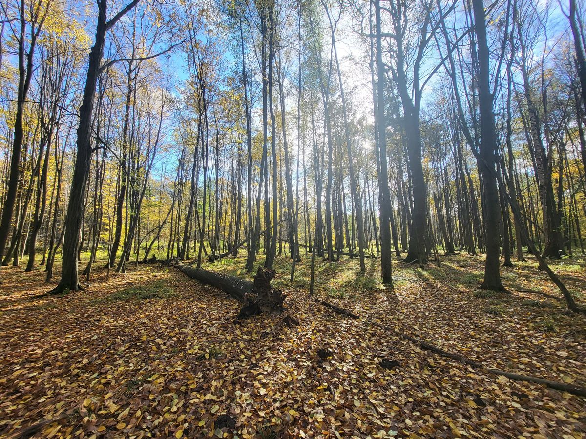 66 rezerwat w województwie śląskim powstanie w gminie Kochanowice i będzie trzecim takim obiektem na obszarze Nadleśnictwa Herby