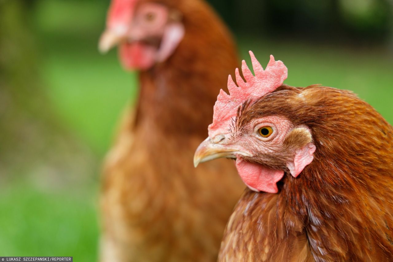 Groźna choroba drobiu wróciła po 50 latach. Całe stado do likwidacji