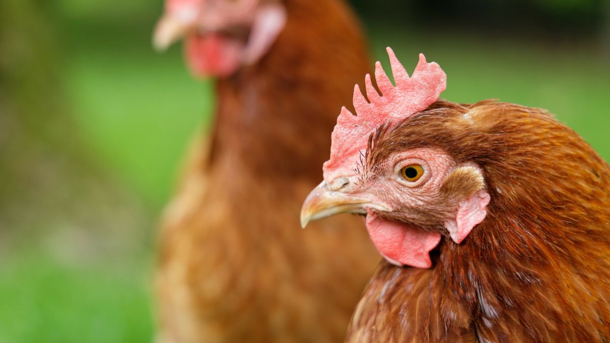 Na Podlasiu potwierdzono ognisko rzekomego pomoru drobiu