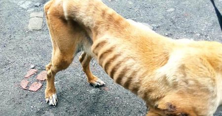 Zagłodzony pies błąkał się w okolicach Kraśnika. Zwisająca skóra i wystające żebra. Internauci wściekli — szukają winnego