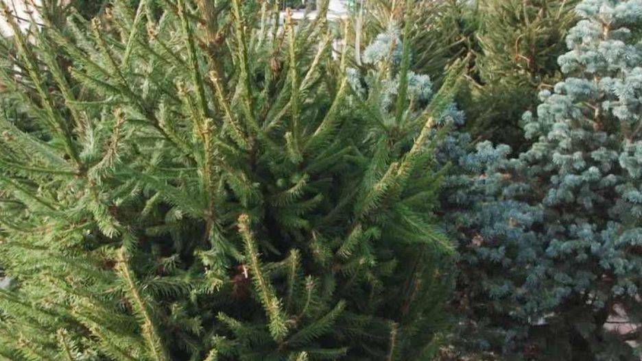 Choinki (arch. lca.pl)