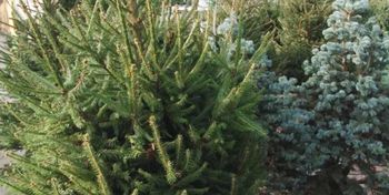 Miłogostowice: Świeże drzewka prosto z lasu. Rusza sprzedaż