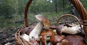 Grzyby pełne witamin? TAK! Sprawdź, które z nich naprawdę warto zbierać